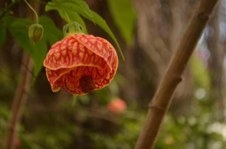 Alto Paraíso de GoiásPousada Linda Flor住宿加早餐旅馆 外观 照片
